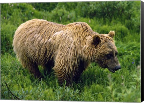 Framed Rain-Soaked Grizzly Bear In Grass, Profile, Denali National Park, Alaska Print