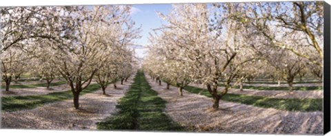 Framed Almond Trees In An Orchard, Central Valley, California Print