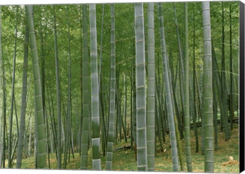 Framed Bamboo Trees In A Forest, Fukuoka, Japan Print