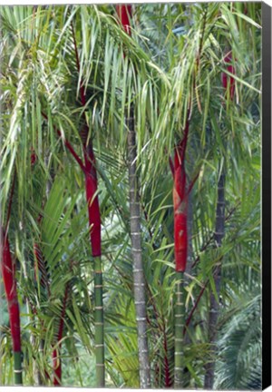 Framed Bamboo And Palm Trees In A Forest Print