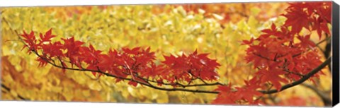 Framed Red And Yellow Autumnal Leaves Print