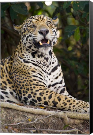 Framed Close-Up Of A Jaguar Snarling Print