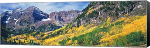 Framed Aspen Trees In Autumn With Mountains In The Background, Elk Mountains, Colorado Print