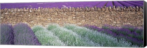 Framed Lavender Growing Beside Dry-Stone Wall, Somerset, England Print