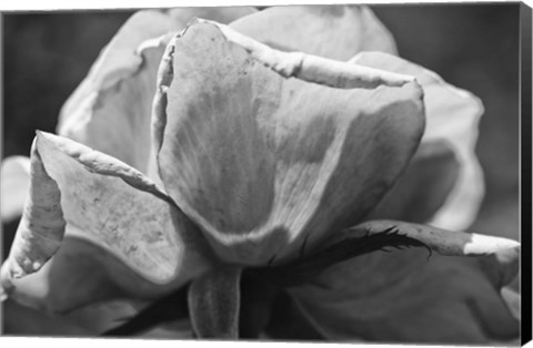 Framed Close-Up Of A Rose Print