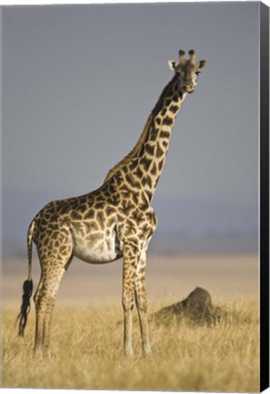 Framed Masai Giraffe Standing In A Forest, Kenya Print