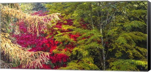 Framed Trees In Autumn, Westonbirt Arboretum, Gloucestershire, England Print