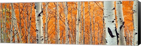 Framed View Of Aspen Trees, Granite Canyon, Wyoming, Print