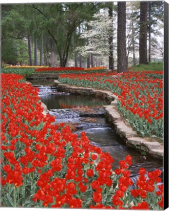 Framed Red Tulips And Brook In Hodges Gardens, Louisiana Print