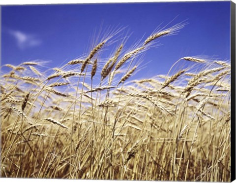 Framed Close-Up Of Heads Of Wheat Stalks Against Blue Sky Print