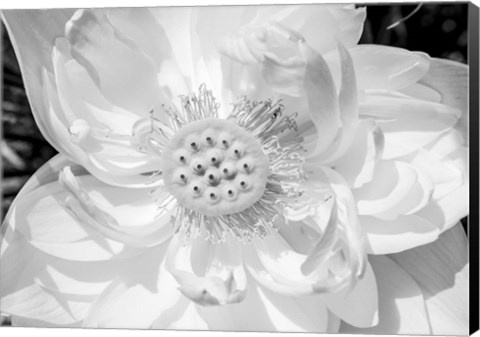 Framed Close-Up Of American White Waterlily Flower Print