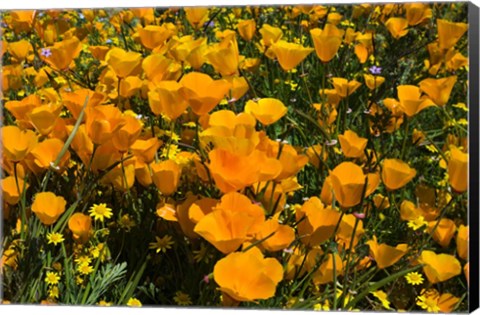 Framed California Poppies And Canterbury Bells Growing In A Field Print