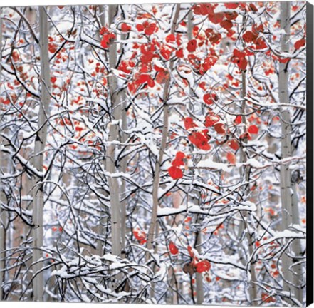 Framed Snow Covered Aspen Trees Print