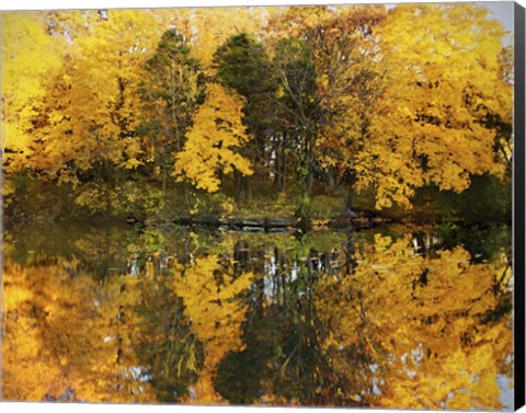 Framed Autumn Trees In A Park, Delnor Woods Park, St. Charles, Illinois Print