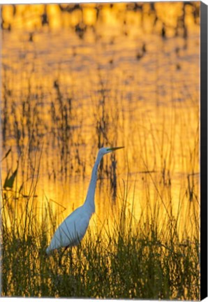 Framed Great Egret At Sunset, Viera Wetlands, Florida Print