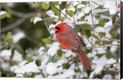 Framed Close-Up Of Male Northern Cardinal In American Holly Print