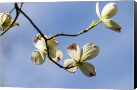 Framed Close-Up Of Flowering Dogwood Flowers On Branches, Atlanta, Georgia Print