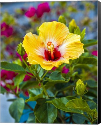 Framed Close-Up Of Hibiscus Flower Print