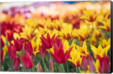 Framed Tulip Blooming In A Garden, Washington State Print