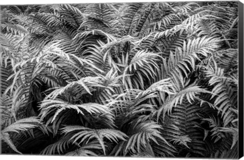 Framed Fern Plants In Springtime, Stuttgart, Germany Print