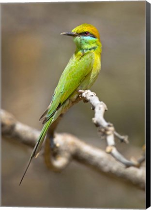 Framed Green Bee-Eater Perching On Branch, India Print
