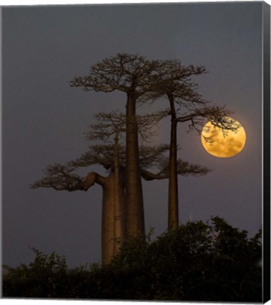 Framed Baobabs And Moon, Morondava, Madagascar Print