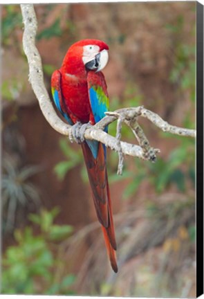 Framed Portrait Of Red-And-Green Macaw Print