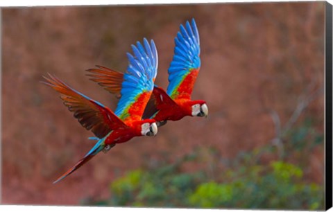 Framed Close Up Of Two Flying Red-And-Green Macaws Print