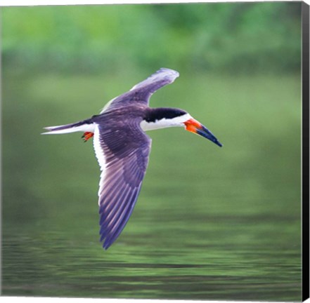 Framed Black Skimmer Flying Over River Print