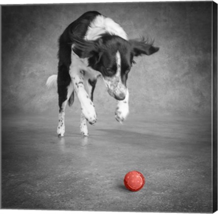 Framed Portrait Of A Border Collie Mix Dog Print