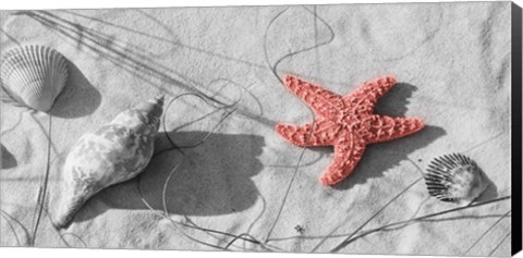 Framed Close-Up Of A Starfish And Seashells On The Beach, Dauphin Island, Alabama Print