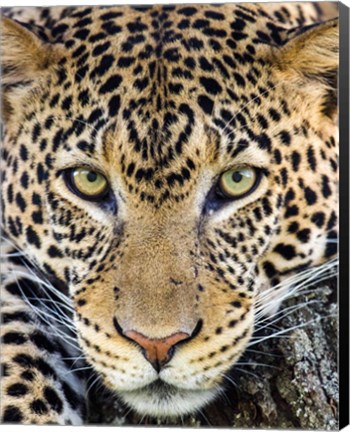 Framed Close Up Of Cheetah, Ngorongoro Conservation Area, Tanzania Print