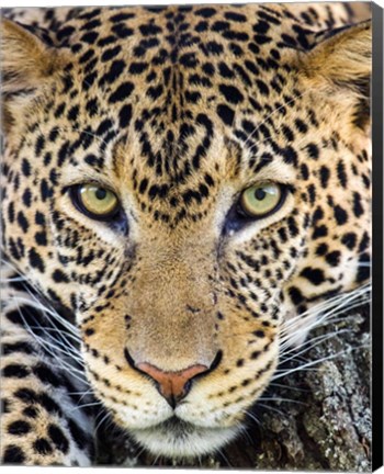 Framed Close Up Of Cheetah, Ngorongoro Conservation Area, Tanzania Print