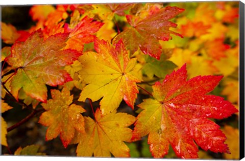 Framed Close-Up Of Wet Autumn Leaves, Portland, Oregon Print