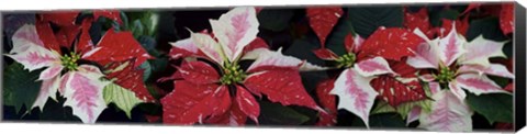 Framed Close-Up Of Poinsettias Print