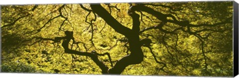 Framed View Of Tree Branches, Portland Japanese Garden Print