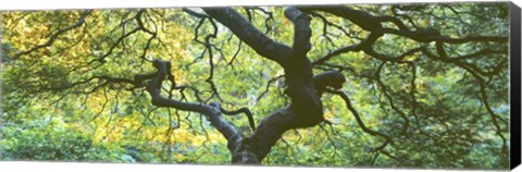 Framed Close Up Of Japanese Maple Branches, Portland Japanese Garden Print