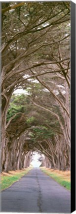 Framed View Of Monterey Cypresses Above Road, Point Reyes National Seashore, California Print