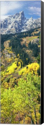 Framed View Of Trees At Bottom Of Mountain, Aspen Print