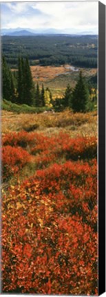 Framed View Of Huckleberries Bushes On Hilly Terrain, Rockchuck Peak, Grand Teton National Park, Wyoming Print