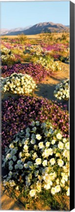 Framed Clumps Of Flowers Of Sand Verbena And Dune Primrose Print