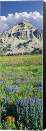 Framed Lupine And Indian Paintbrush Flowers At Bottom Of Fossil Mountain, Wyoming Print