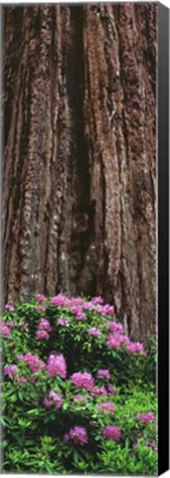 Framed Blooming Rhododendron Below Giant Redwood, Trinidad, California Print
