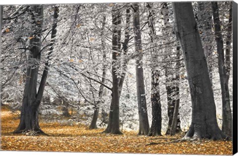 Framed Autumn Trees And Leaves Print