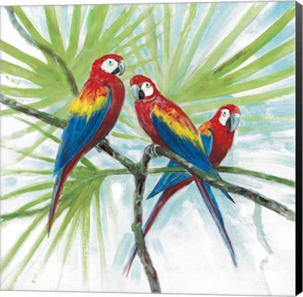 Framed Parrots Print