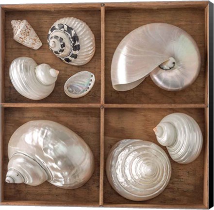 Framed Seashells Treasures I Print