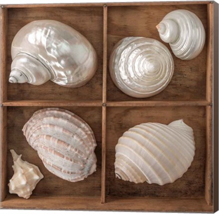 Framed Seashells Treasures II Print