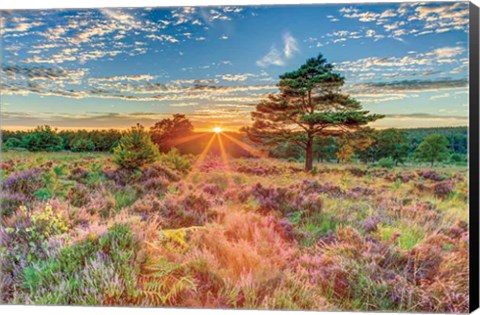 Framed Heathland Sunset Print