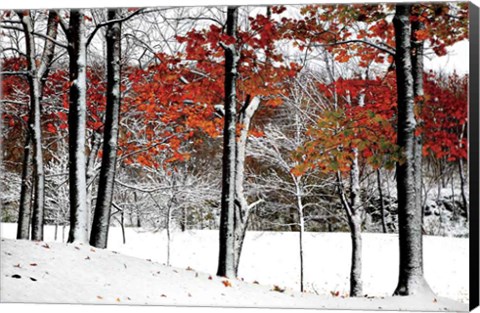 Framed SnowFall Print