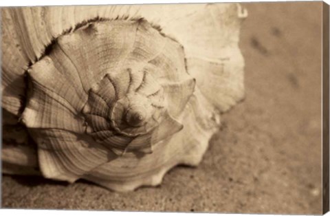 Framed Conch Print